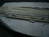 Ichthyosaurus Skelett aus Holzmaden