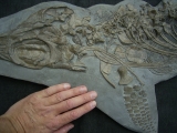 Ichthyosaurus Skelett aus Holzmaden