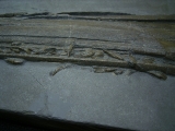 Ichthyosaurus Skelett aus Holzmaden
