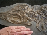 Ichthyosaurus Skelett aus Holzmaden