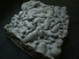 Stromatholitheplatte aus dem Perm der Pfalz