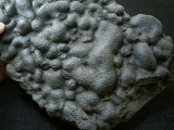 Stromatholitheplatte aus dem Perm der Pfalz