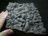 Stromatholitheplatte aus dem Perm der Pfalz