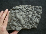 Stromatholitheplatte aus dem Perm der Pfalz