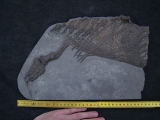 Ichthyosaurus Jungtier Torso