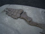Ichthyosaurus Jungtier Torso