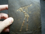 Vogelfossil, Grube Messel