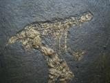 Vogelfossil, Grube Messel