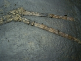 Vogelfossil, Grube Messel