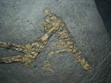 Vogelfossil, Grube Messel