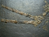 Vogelfossil, Grube Messel