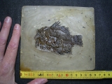 Amphiperca aus der Grube Messel