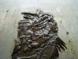 Amphiperca aus der Grube Messel