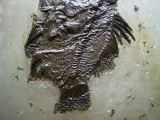 Amphiperca aus der Grube Messel