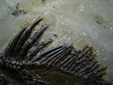 Amphiperca aus der Grube Messel