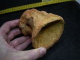 Spinosaur vertebra