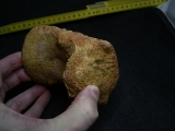 Spinosaur vertebra