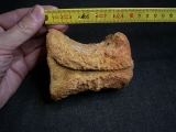 Spinosaur vertebra