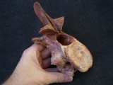 Carcharodontosaur vertebra big