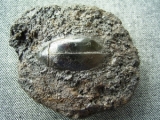 Wasserkäfer aus Teergrube