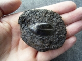 Wasserkäfer aus Teergrube