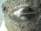 Wasserkäfer aus Teergrube