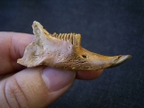 Kiefer von Sylvilagus floridanus