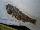 Fischfossil aus dem Oligozän
