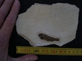 Fischfossil aus dem Oligozän