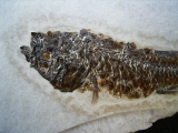 Fischfossil aus dem Oligozän