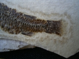 Fischfossil aus dem Oligozän