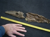 Crocodile Diplocynodon