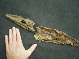 Krokodil Diplocynodon