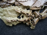 Krokodil Diplocynodon