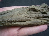 Krokodil Diplocynodon