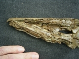 Krokodil Diplocynodon
