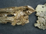 Krokodil Diplocynodon