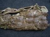 Krokodil Diplocynodon