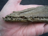 Krokodil Diplocynodon