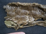Krokodil Diplocynodon