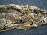 Krokodil Diplocynodon