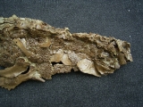 Krokodil Diplocynodon