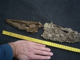 Krokodil Diplocynodon