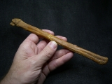 Flugsaurier Mittelhand-Knochen