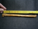 Flugsaurier Mittelhand-Knochen