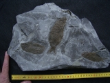 Trias - Fische Semionotus
