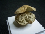 Brachiopode mit Armgerüst
