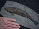 Ptycholepis bollensis