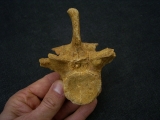 Spinosaur vertebra