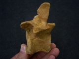 Spinosaur vertebra